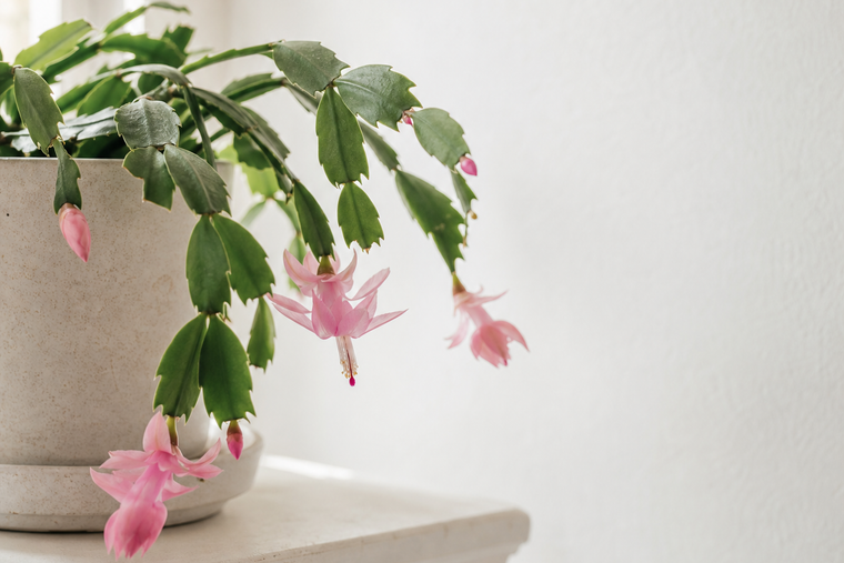 The Christmas Cactus Blooms in the Darkest Months
