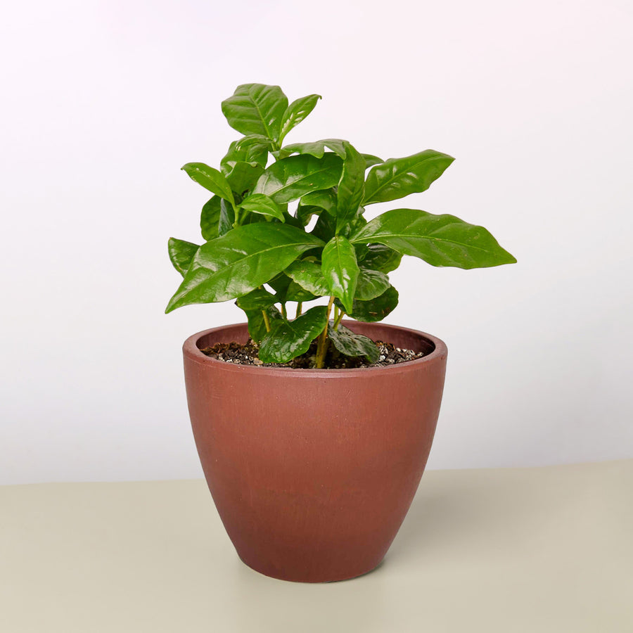 For the One Who Keeps Everyone Going - Coffee Plant