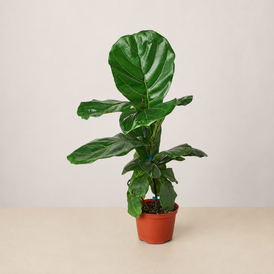 A Fresh Chapter - Fiddle Leaf Fig