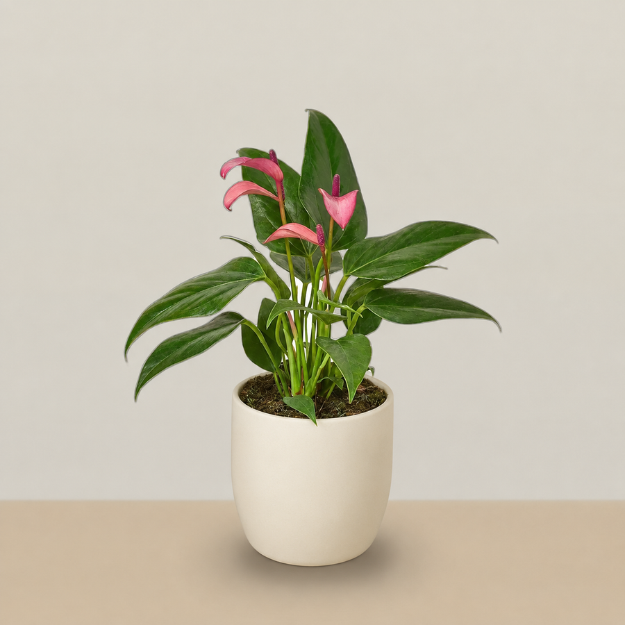 An Open Heart - Purple Anthurium
