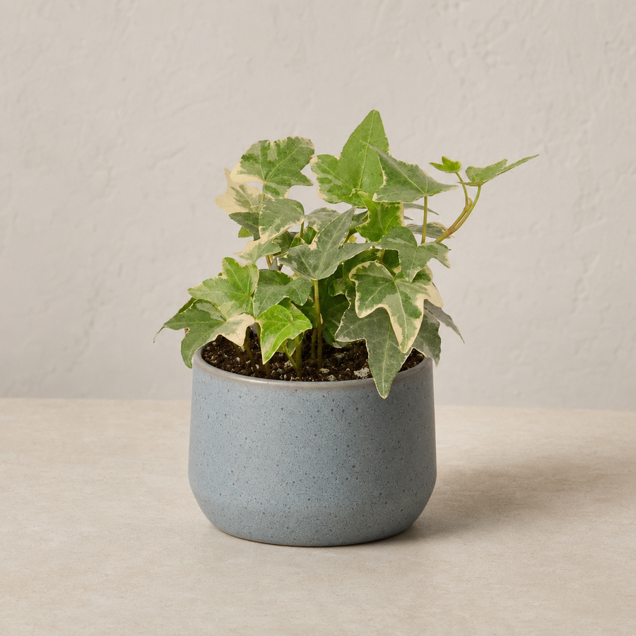 Loyalty - English Ivy