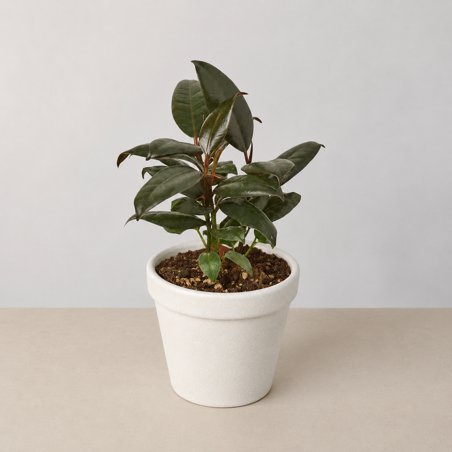 Grounding - Rubber Plant