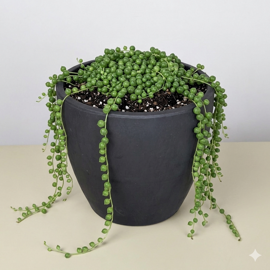 Small Joys, Strung Together - String of Pearls