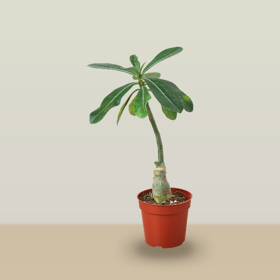 Desert Rose on a soft studio background