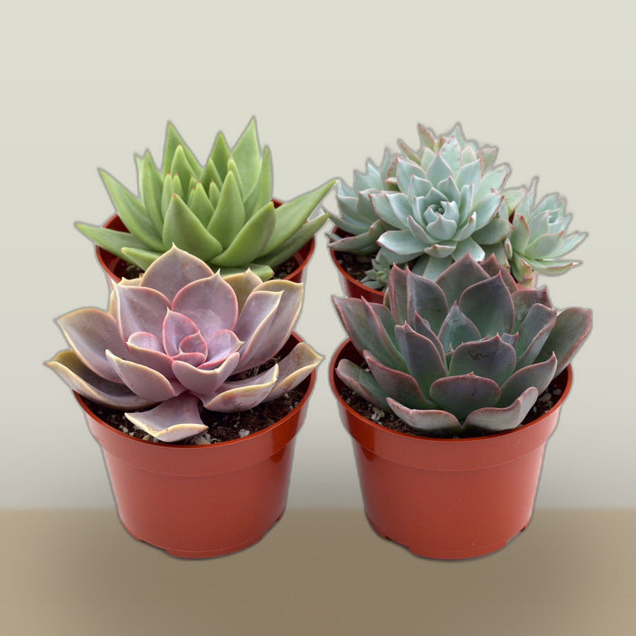 Succulent Quartet on a soft studio background