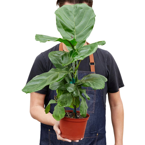 A Fresh Chapter - Fiddle Leaf Fig