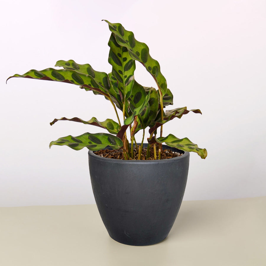 Listening - Rattlesnake Calathea