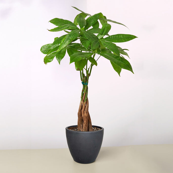 Prosperity & Good Energy - Money Tree