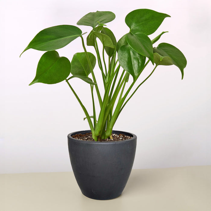 Abundance & Expansion - Monstera