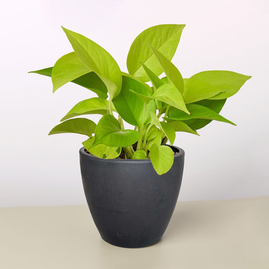 Bright Side - Neon Pothos