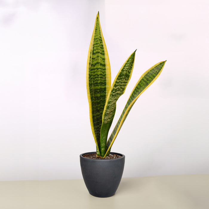 Quiet Strength - Snake Plant