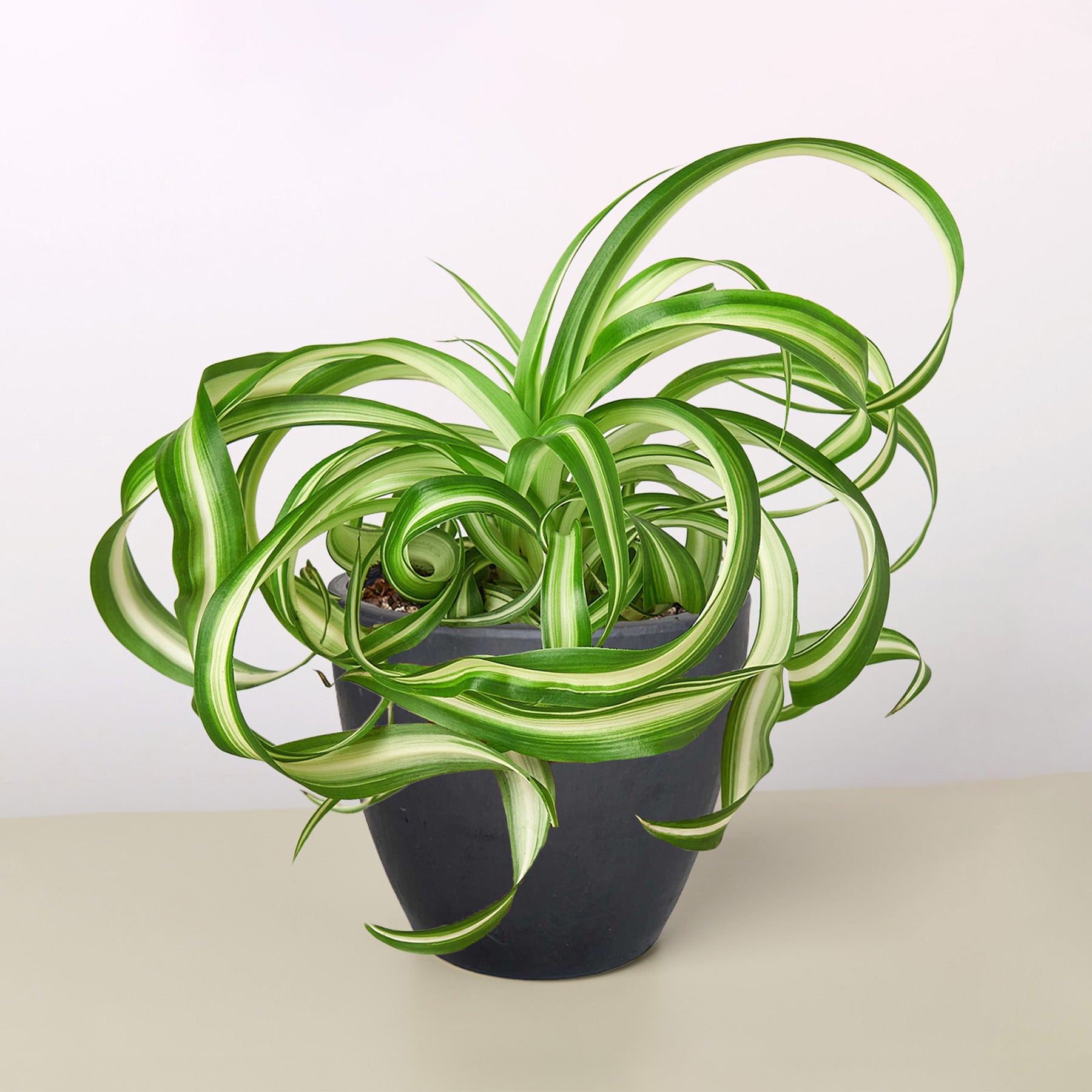 Generosity & Family - Spider Plant