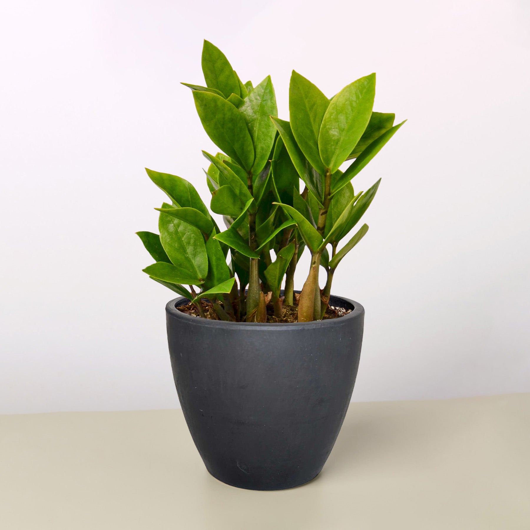 Steadiness - ZZ Plant
