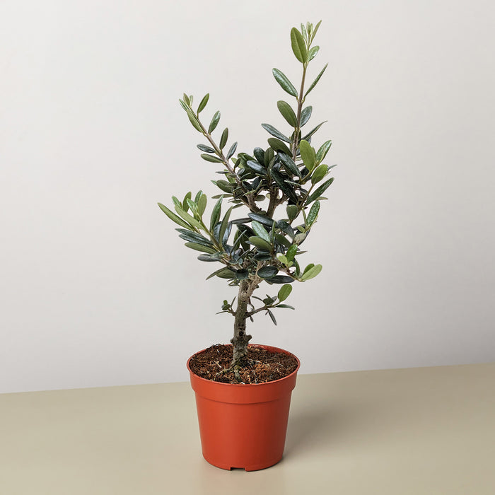 An olive branch