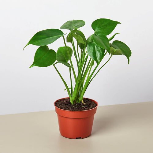 Abundance & Expansion - Monstera