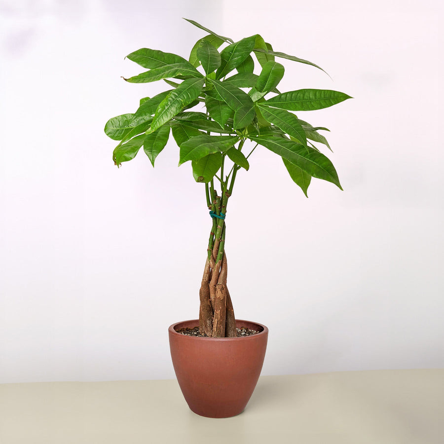 Prosperity & Good Energy - Money Tree