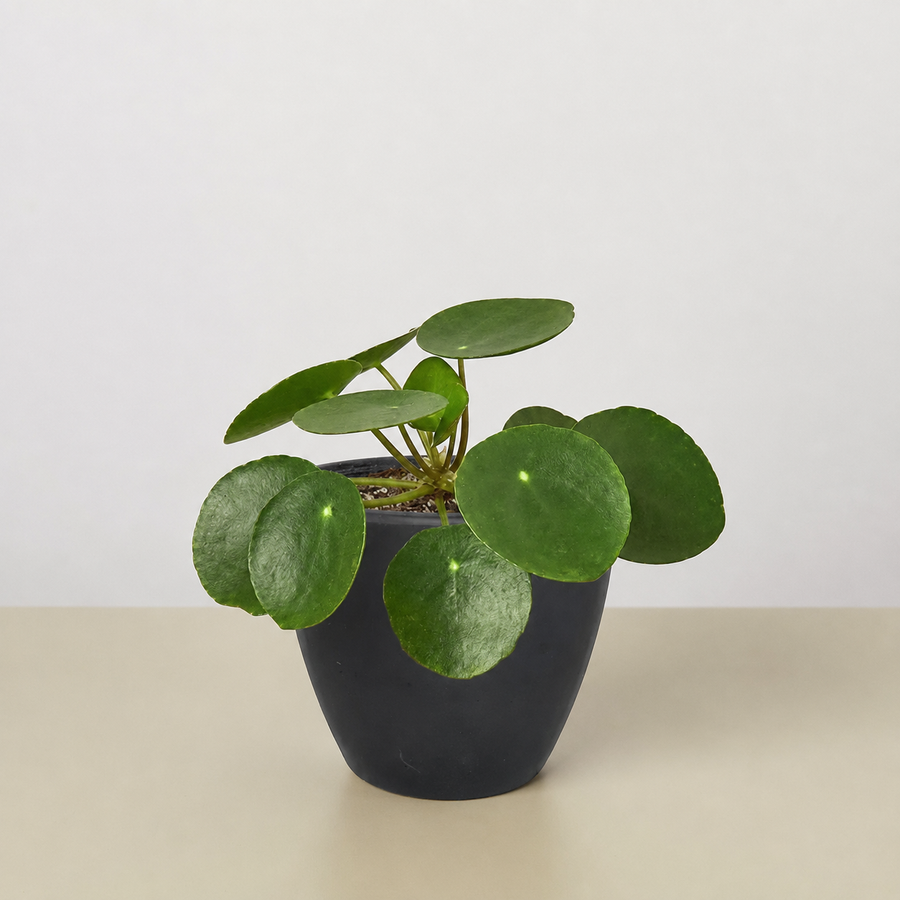 Friendship & Sharing - Chinese Money Plant