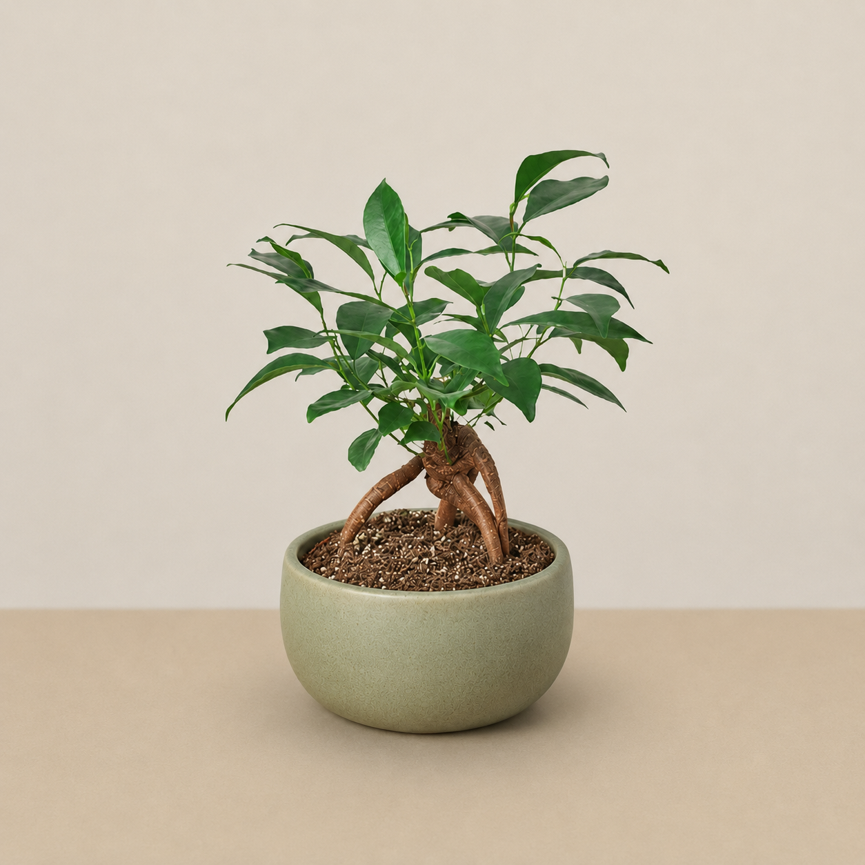 Deep Roots - Ficus Ginseng