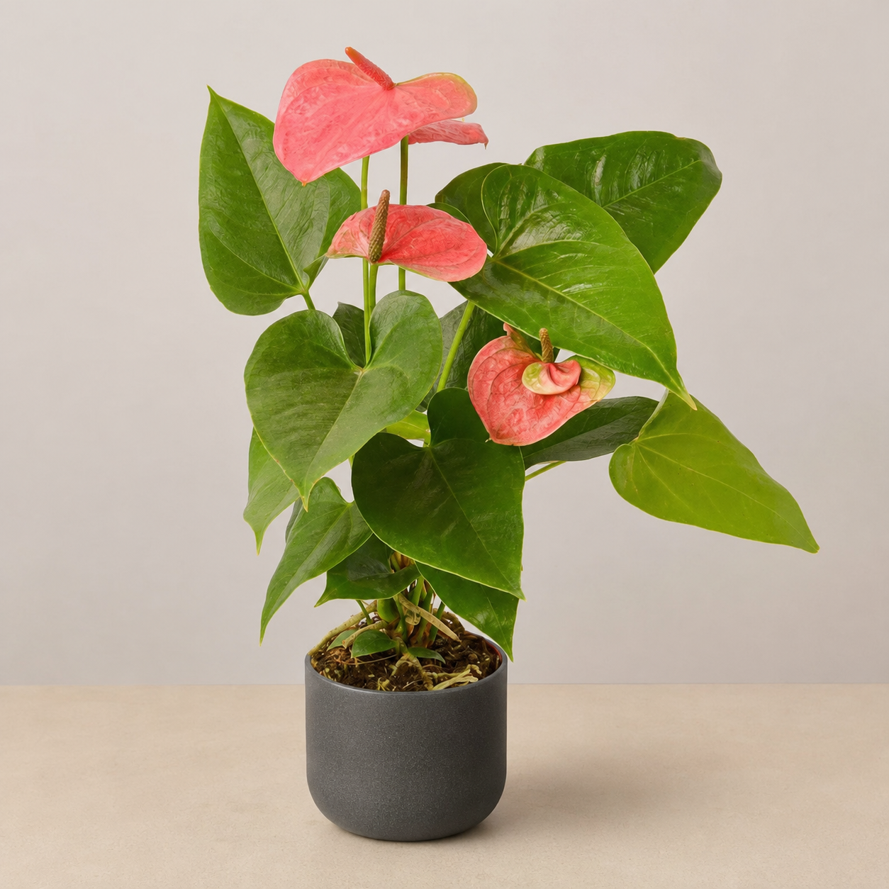 An Open Heart - Pink Anthurium