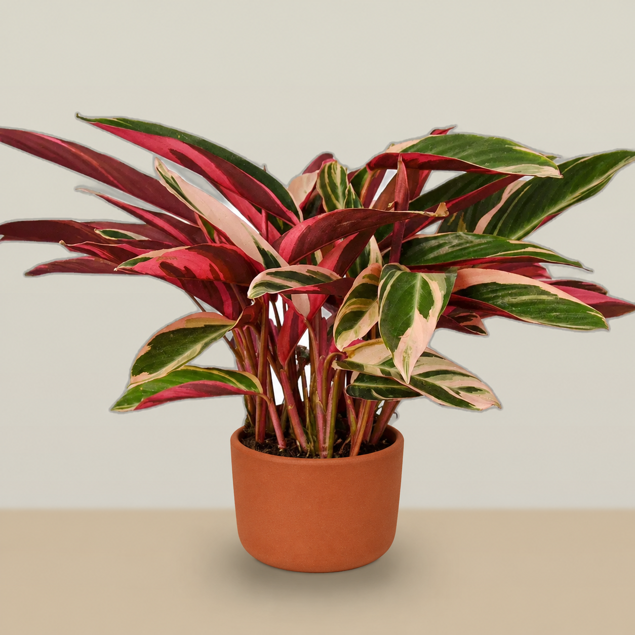 Joy, in Living Color - Stromanthe Triostar