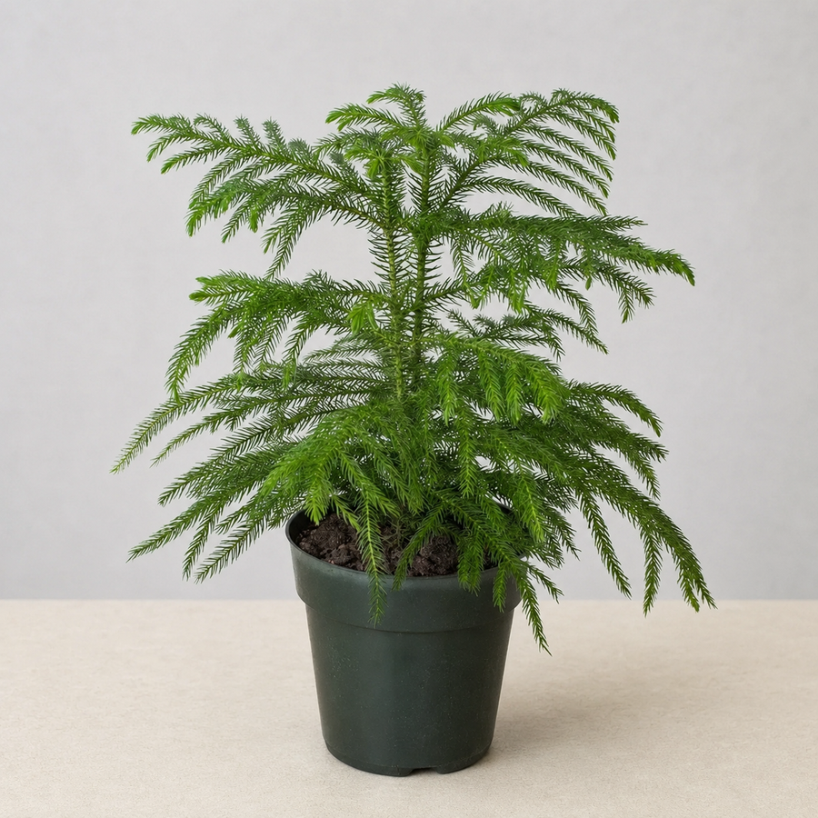 Evergreen Hope - Norfolk Island Pine
