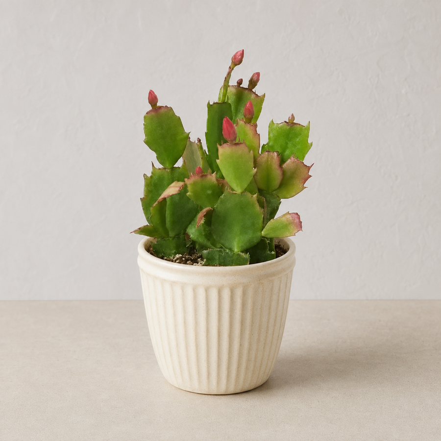 It Blooms in the Darkest Months - Christmas Cactus