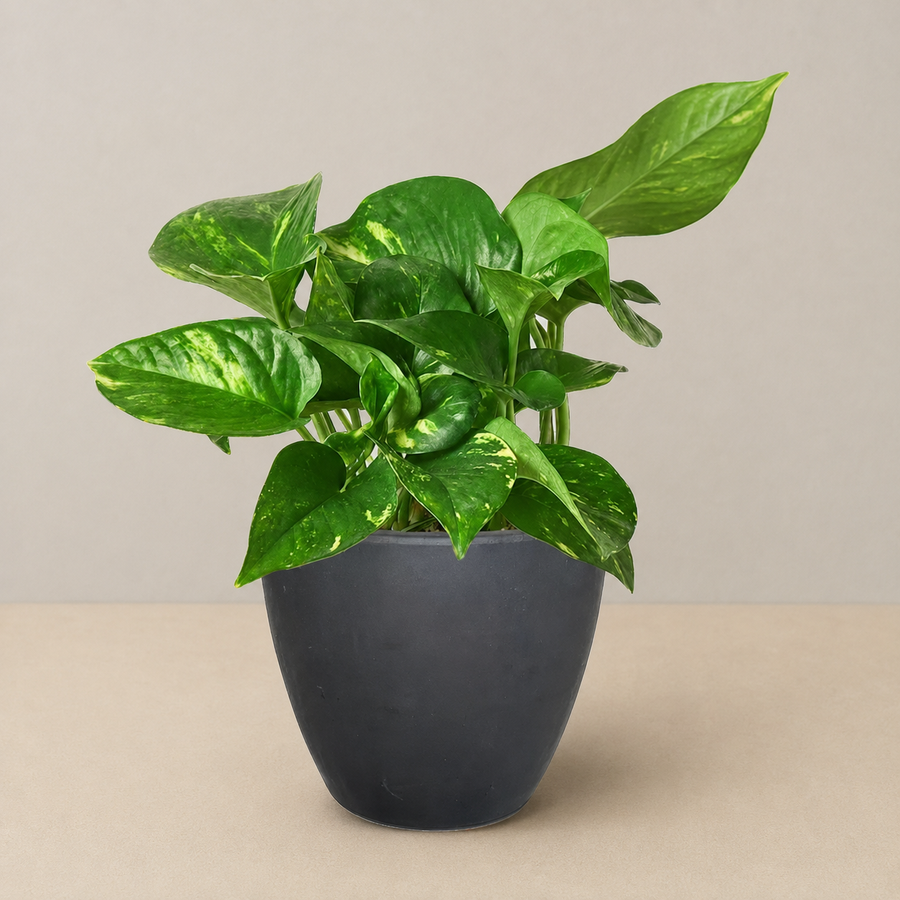 New Beginnings - Pothos
