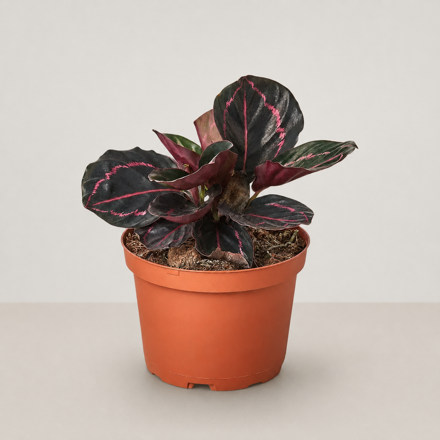 Fully Present - Prayer Plant