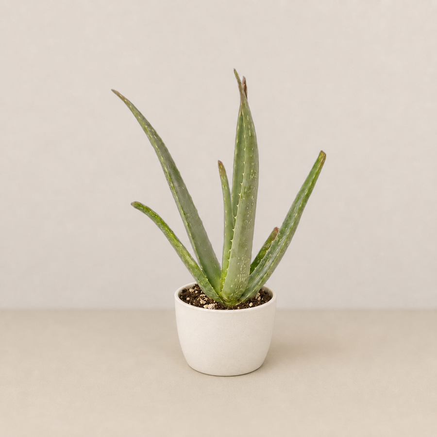 Healing & Good Luck - Aloe Vera