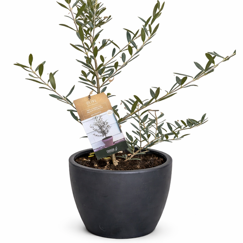 An Olive Branch - Olive Tree