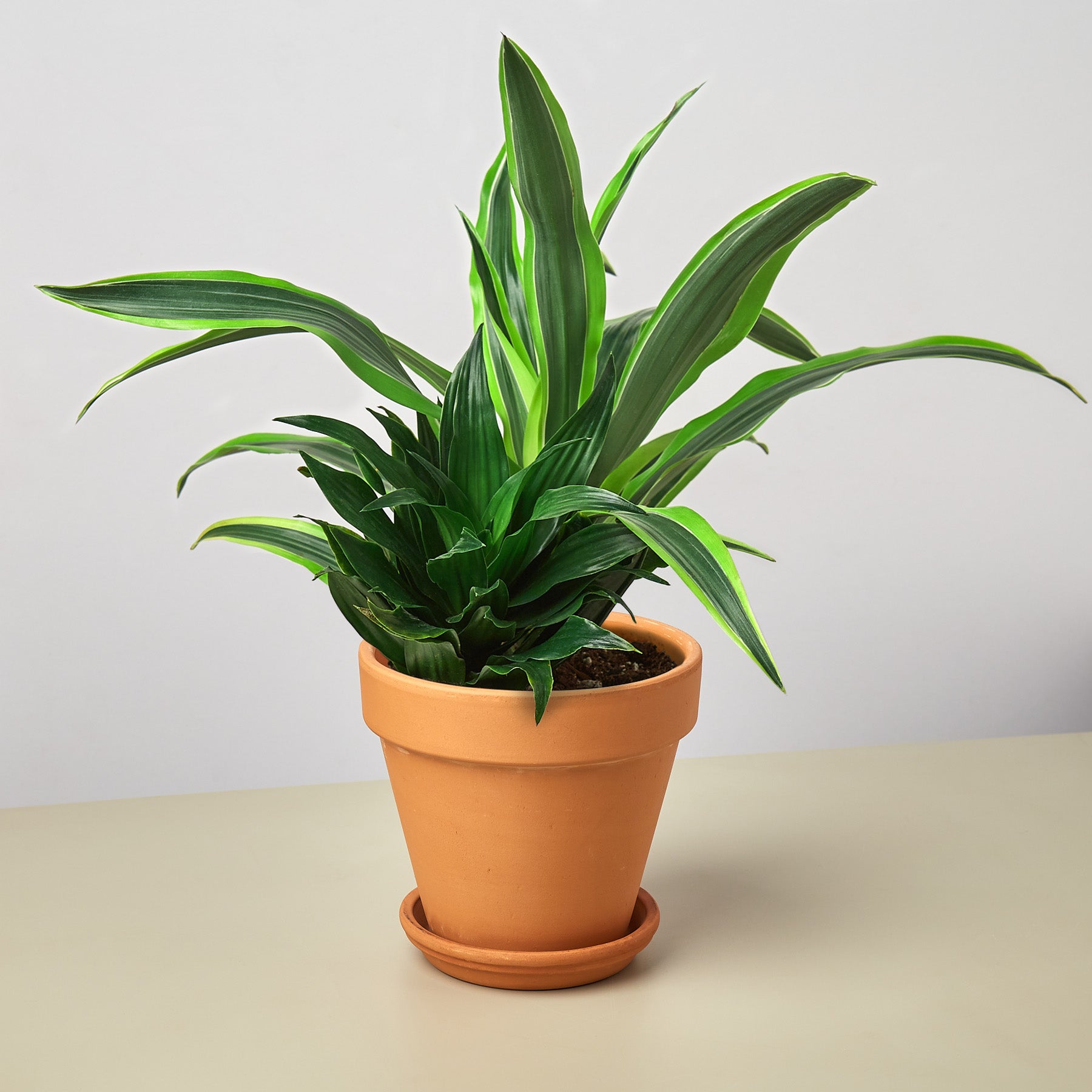 Steady Luck - Dracaena