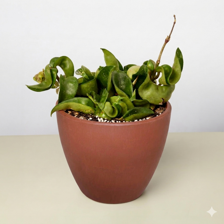 Devotion, Curled Close - Hoya Rope