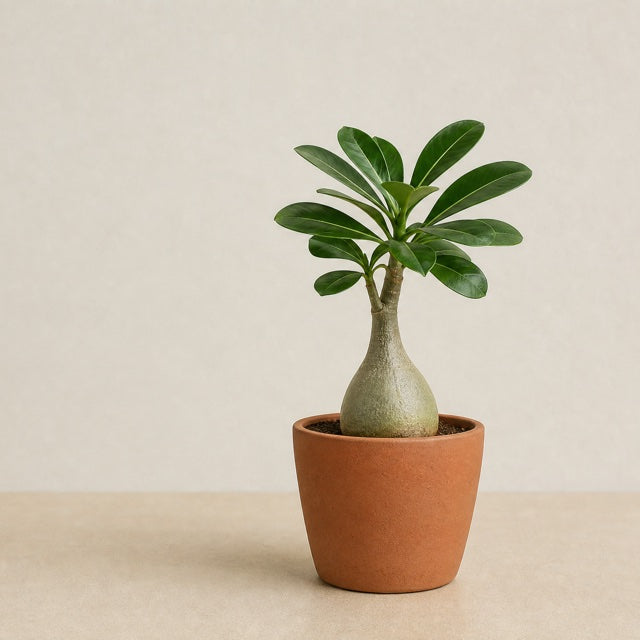 A young desert rose with a swollen grey-green trunk in a terracotta pot