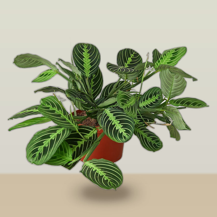 Prayer Plant Evening Thanks on a soft studio background
